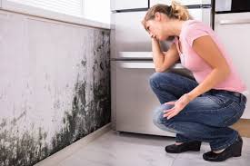 Trusted Daytona Beach Shores, FL Mold Removal Services Experts